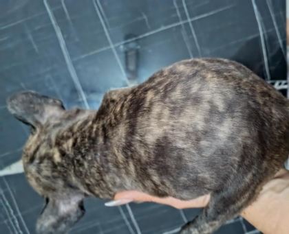 A KALİTE ŞECERELİ YAVRU FRENCH BULLDOG