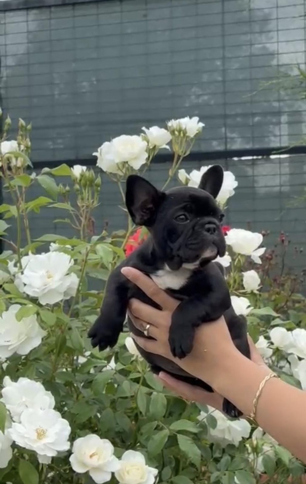 2,5 AYLIK DİŞİ FRENCH BULLDOG