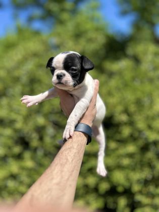 SEVİMLİ VE MASKELİ FRENCH BULLDOG YAVRULARIM