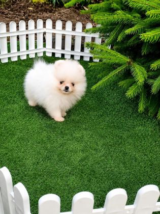TEACUP POMERANİAN ERKEK YAVRU
