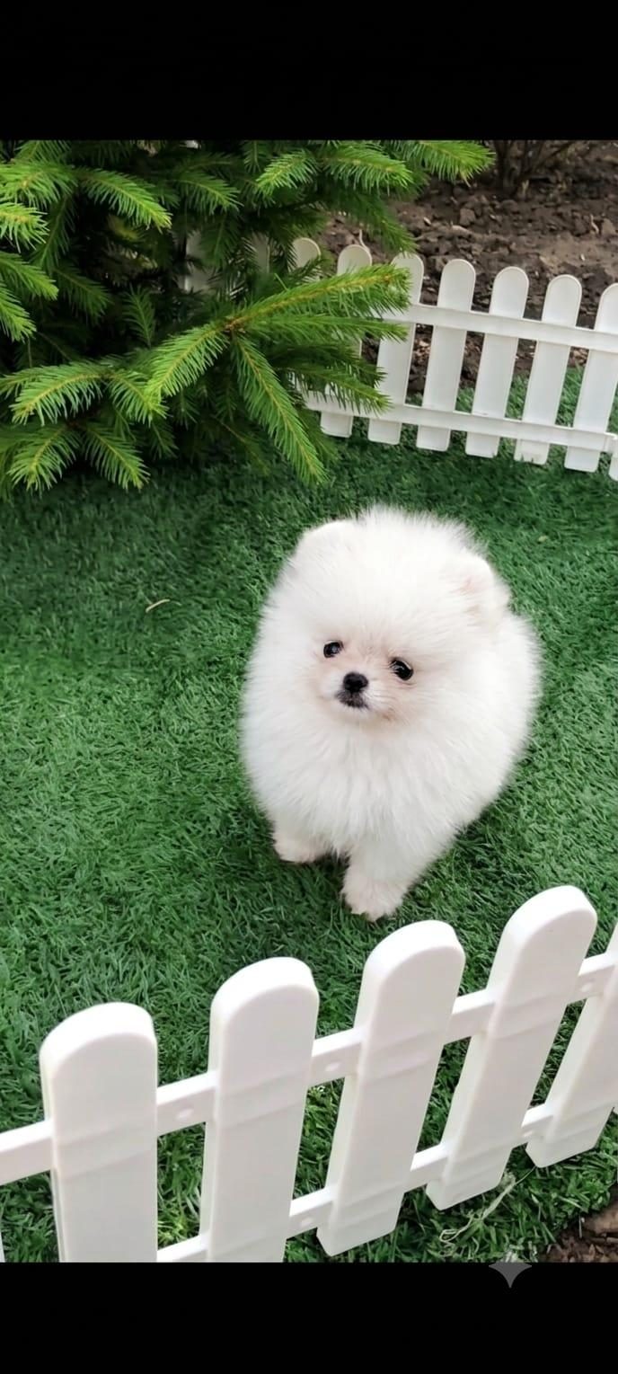 TEACUP POMERANİAN ERKEK YAVRU