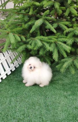 TEACUP POMERANİAN ERKEK YAVRU