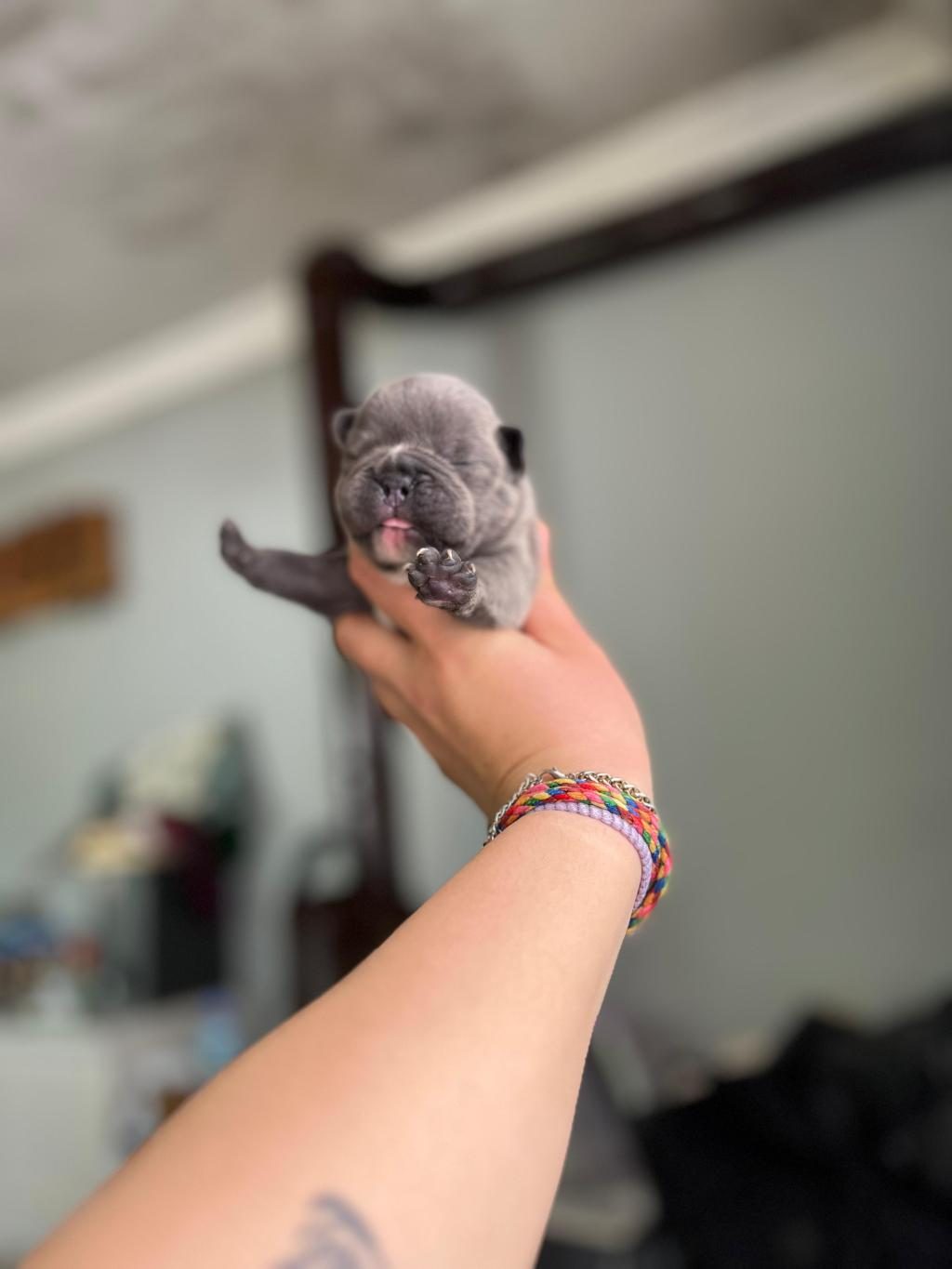 EGZOTİK FRENCH BULLDOG BEBEKLERİMİZ
