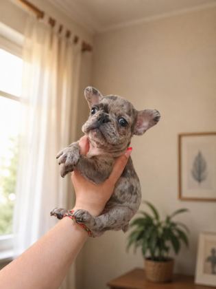 MERLE FRENCH BULLDOG ERKEK YAVRUMUZ YENİ AİLESİNİ BEKLİYOR