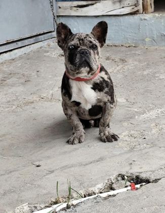 ERKEK 1.5 YAŞINDA FRENCH BULLDOG