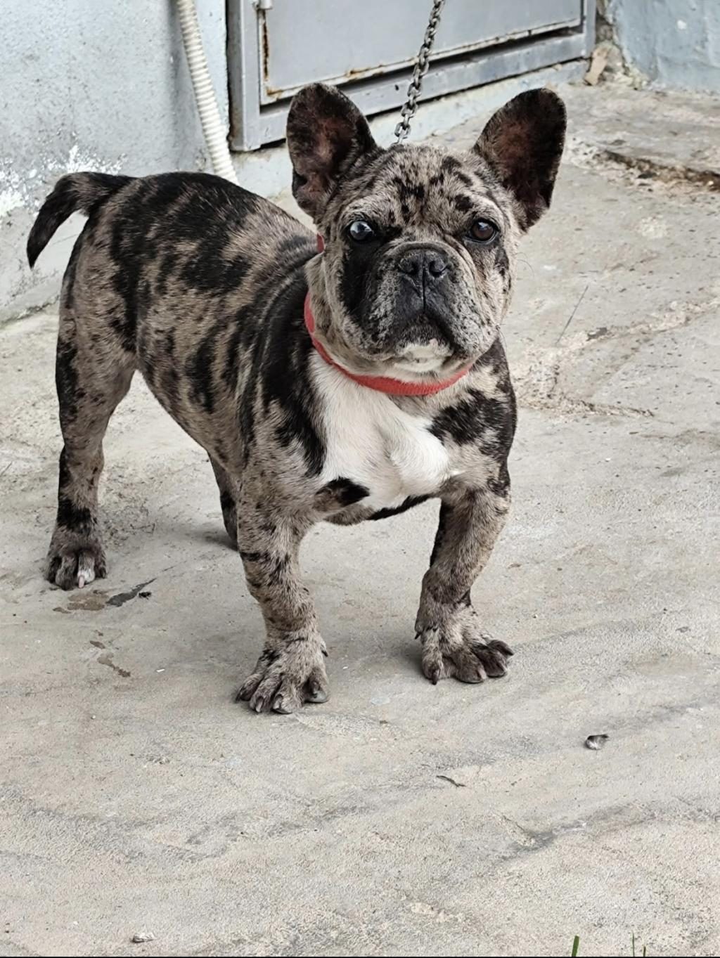 ERKEK 1.5 YAŞINDA FRENCH BULLDOG