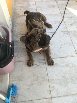 ERKEK 1.5 YAŞINDA FRENCH BULLDOG