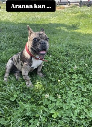 ERKEK 1.5 YAŞINDA FRENCH BULLDOG
