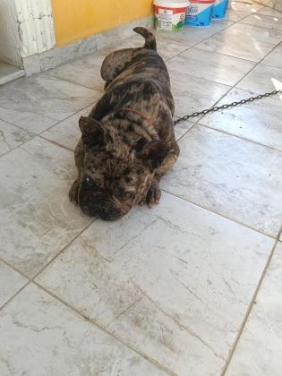 ERKEK 1.5 YAŞINDA FRENCH BULLDOG