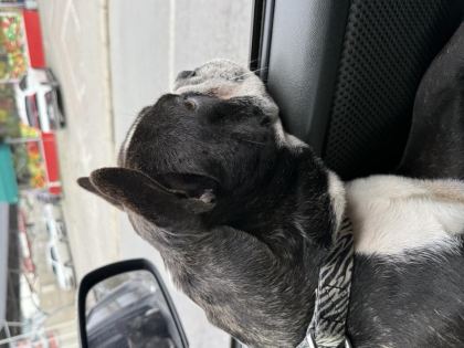 EŞLEMEYE AÇIK FRENCH BULLDOG