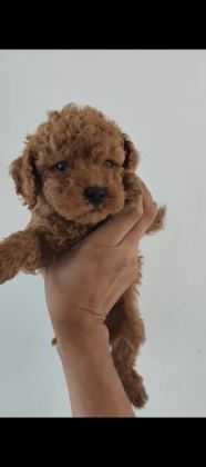 KORE VE TOY POODLE YAVRULARIMIZ