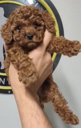 KORE VE TOY POODLE YAVRULARIMIZ