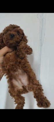 KORE VE TOY POODLE YAVRULARIMIZ