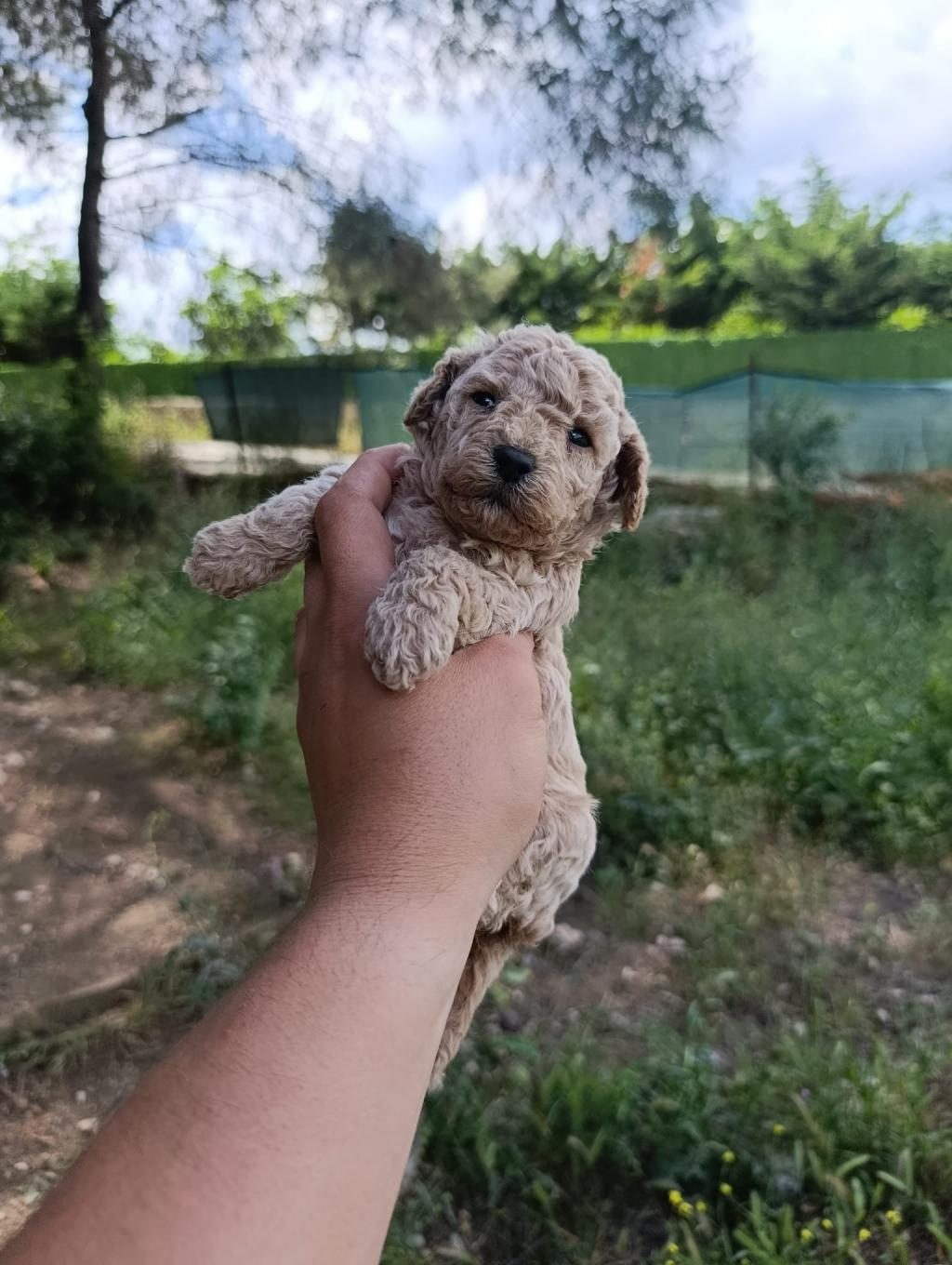 KORE VE TOY POODLE YAVRULARIMIZ