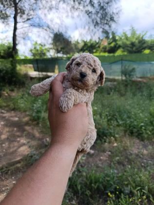 KORE VE TOY POODLE YAVRULARIMIZ