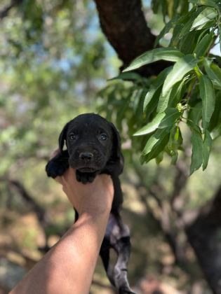 CANE CORSO YAVRULARIM SAĞLIK VE IRK GARANTİLİDİR