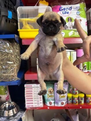 PUG YAVRUM SAĞLIK VE IRK GARANTİLİDİR