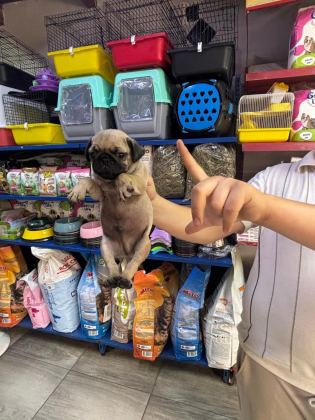 PUG YAVRUM SAĞLIK VE IRK GARANTİLİDİR