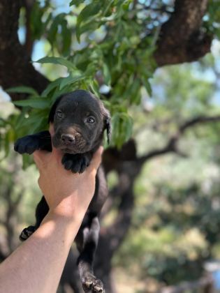 CANE CORSO YAVRULARIM SAĞLIK VE IRK GARANTİLİDİR
