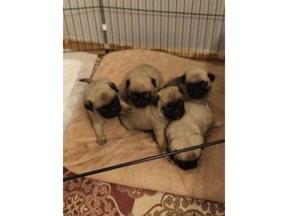 PUG YAVRULARIM YENİ SAHİBİNİ BEKLİYOR ANNE BABA ŞECERELİ
