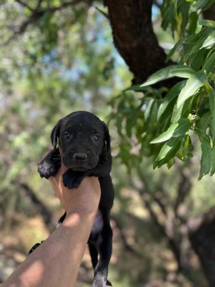 CANE CORSO YAVRULARIM SAĞLIK VE IRK GARANTİLİDİR
