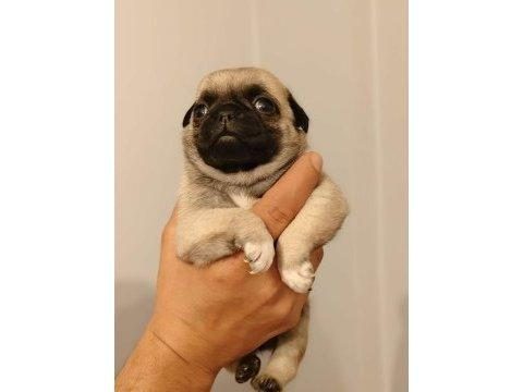 PUG YAVRULARIM YENİ SAHİBİNİ BEKLİYOR ANNE BABA ŞECERELİ