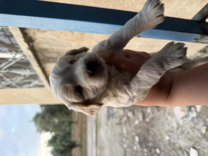 DİŞİ ERKEK MALTİPOO MEVCUT İSTER ELDEN İSTER GÖNDERM
