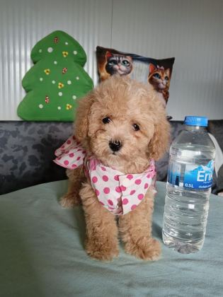 APRİCOT TOY POODLE