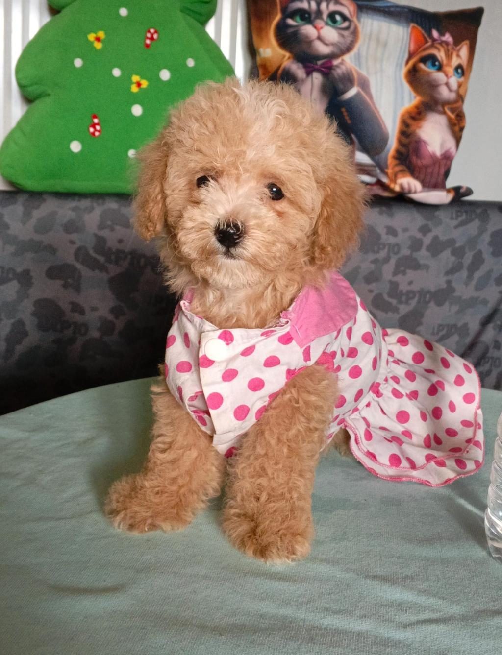 APRİCOT TOY POODLE
