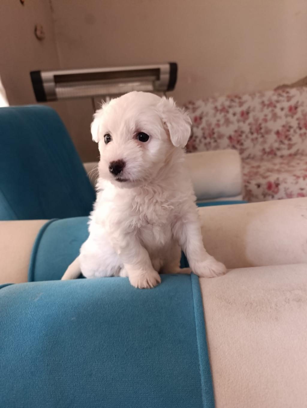 MALTİPOO YAVRU