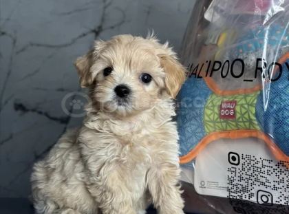 En İyisini İsteyenlere Kore Maltipoo
