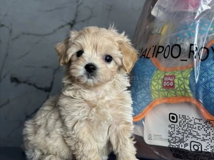 En İyisini İsteyenlere Kore Maltipoo