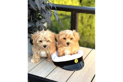 Büyümeyecek Ev Ortamına Alışık Maltipoo