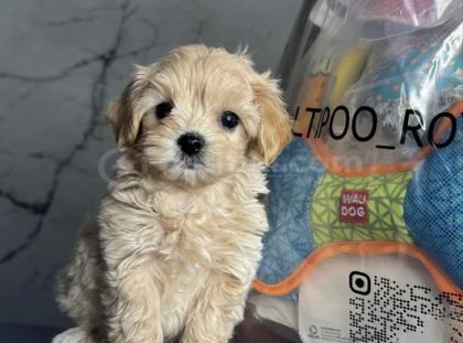 En İyisini İsteyenlere Kore Maltipoo