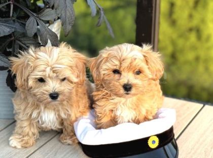 Büyümeyecek Ev Ortamına Alışık Maltipoo
