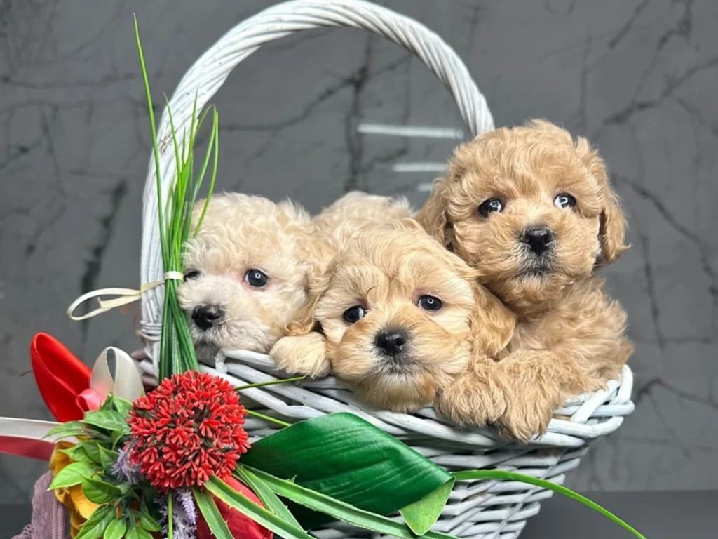 En İyisini İsteyenlere Kore Maltipoo