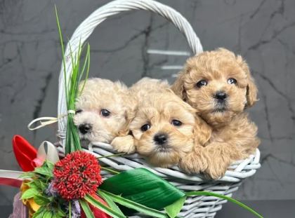 En İyisini İsteyenlere Kore Maltipoo