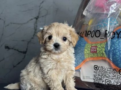 En İyisini İsteyenlere Kore Maltipoo