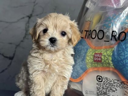 En İyisini İsteyenlere Kore Maltipoo