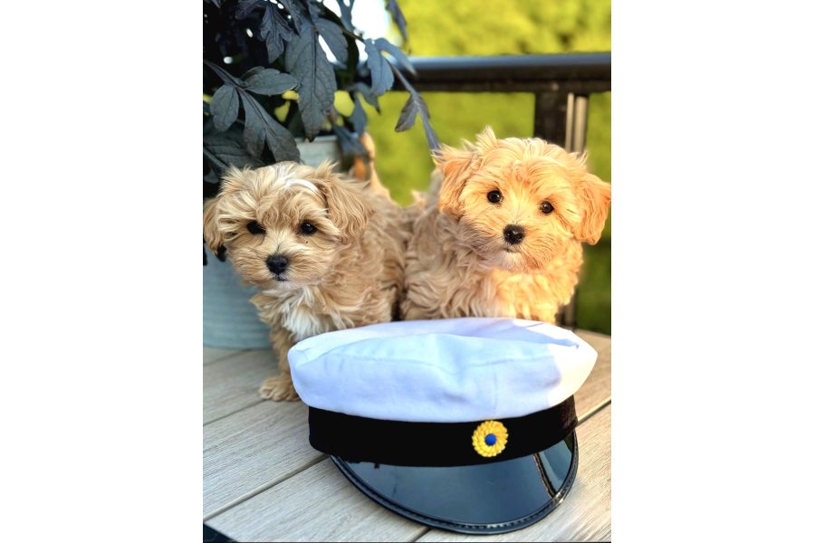 Büyümeyecek Ev Ortamına Alışık Maltipoo