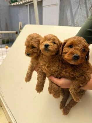 MALTİPOO BEBEK KÖPEKLER
