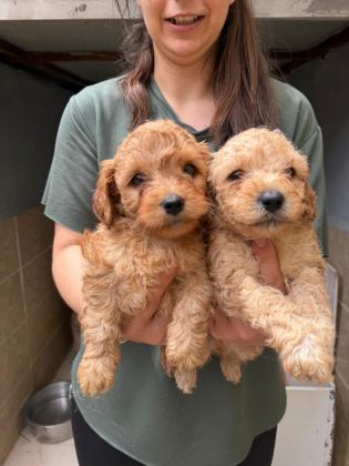 APRİCOT MALTİPOO YAVRULAR