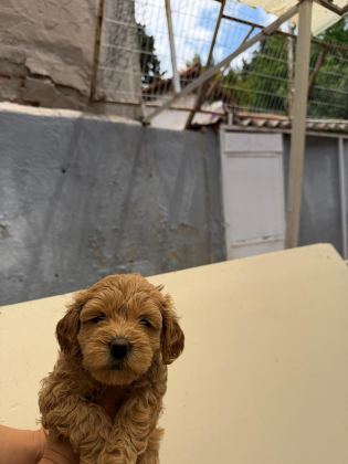 TESLİME HAZIR MALTİPOO YAVRULARIMIZ