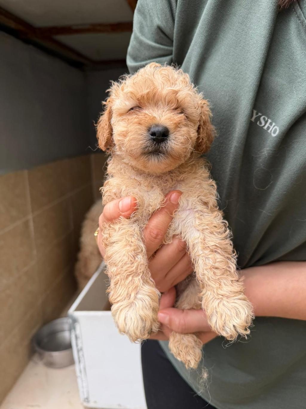 APRİCOT MALTİPOO YAVRULAR