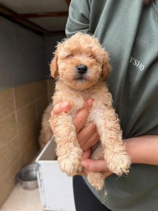 APRİCOT MALTİPOO YAVRULAR
