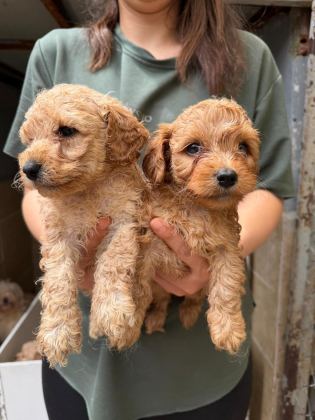 APRİCOT MALTİPOO YAVRULAR
