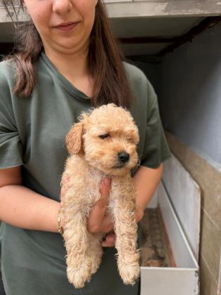 APRİCOT MALTİPOO YAVRULAR