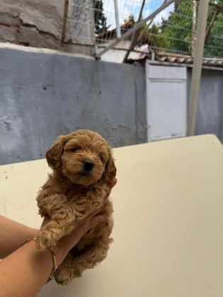 TESLİME HAZIR MALTİPOO YAVRULARIMIZ