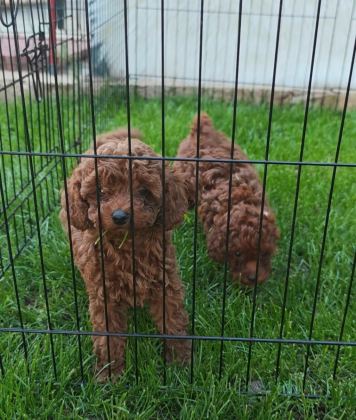 TOY POODLE YAVRULARIMIZ