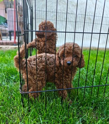 TOY POODLE YAVRULARIMIZ